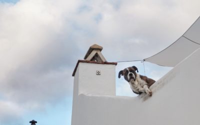 Projecteur : Tout savoir sur le type visionnaire